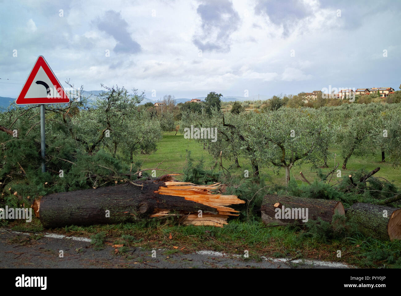Reggello, Province de Florence. Haut Valdarno. Italie - 30 octobre 2018 - la frontière de la rue d'aujourd'hui arbres endommagés par une tempête de vent, la plus forte depuis des décennies. Banque D'Images