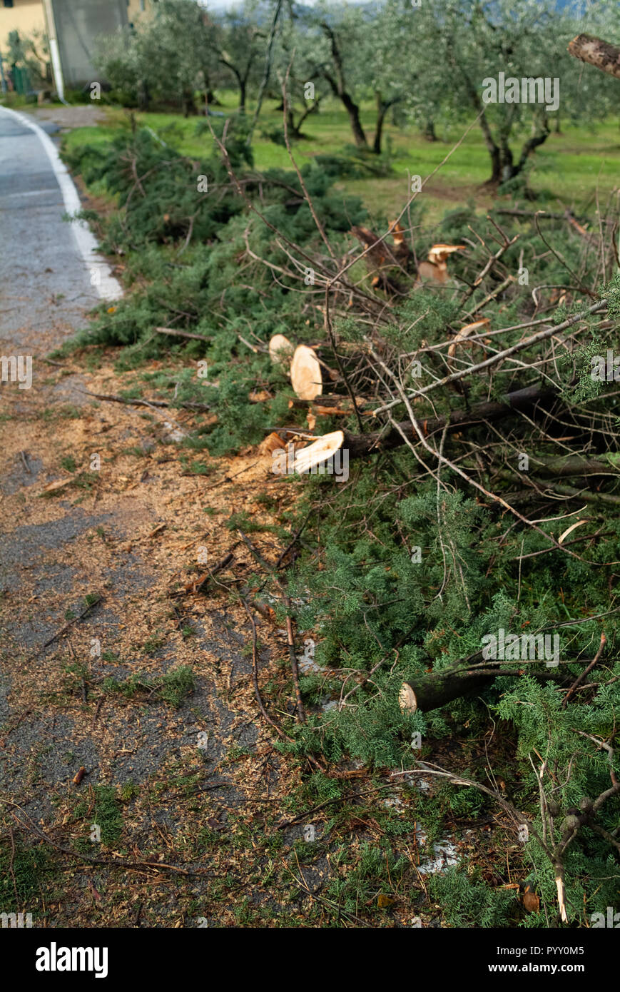 Reggello, Province de Florence. Haut Valdarno. Italie - 30 octobre 2018 - la frontière de la rue d'aujourd'hui arbres endommagés par une tempête de vent, la plus forte depuis des décennies. Banque D'Images