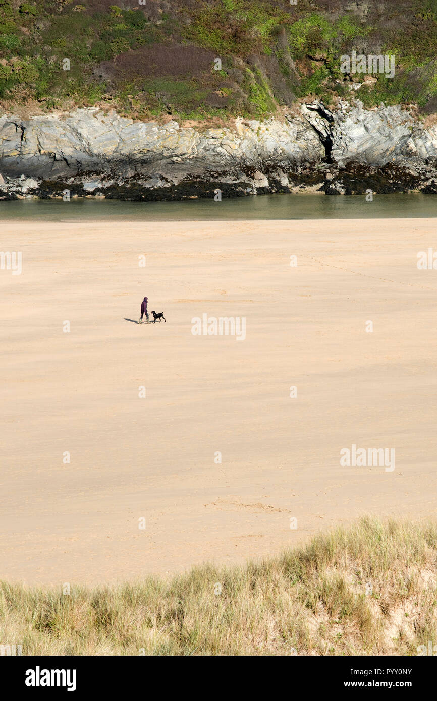 Un chien walker et un chien marche sur plage de Crantock en Newquay en Cornouailles. Banque D'Images