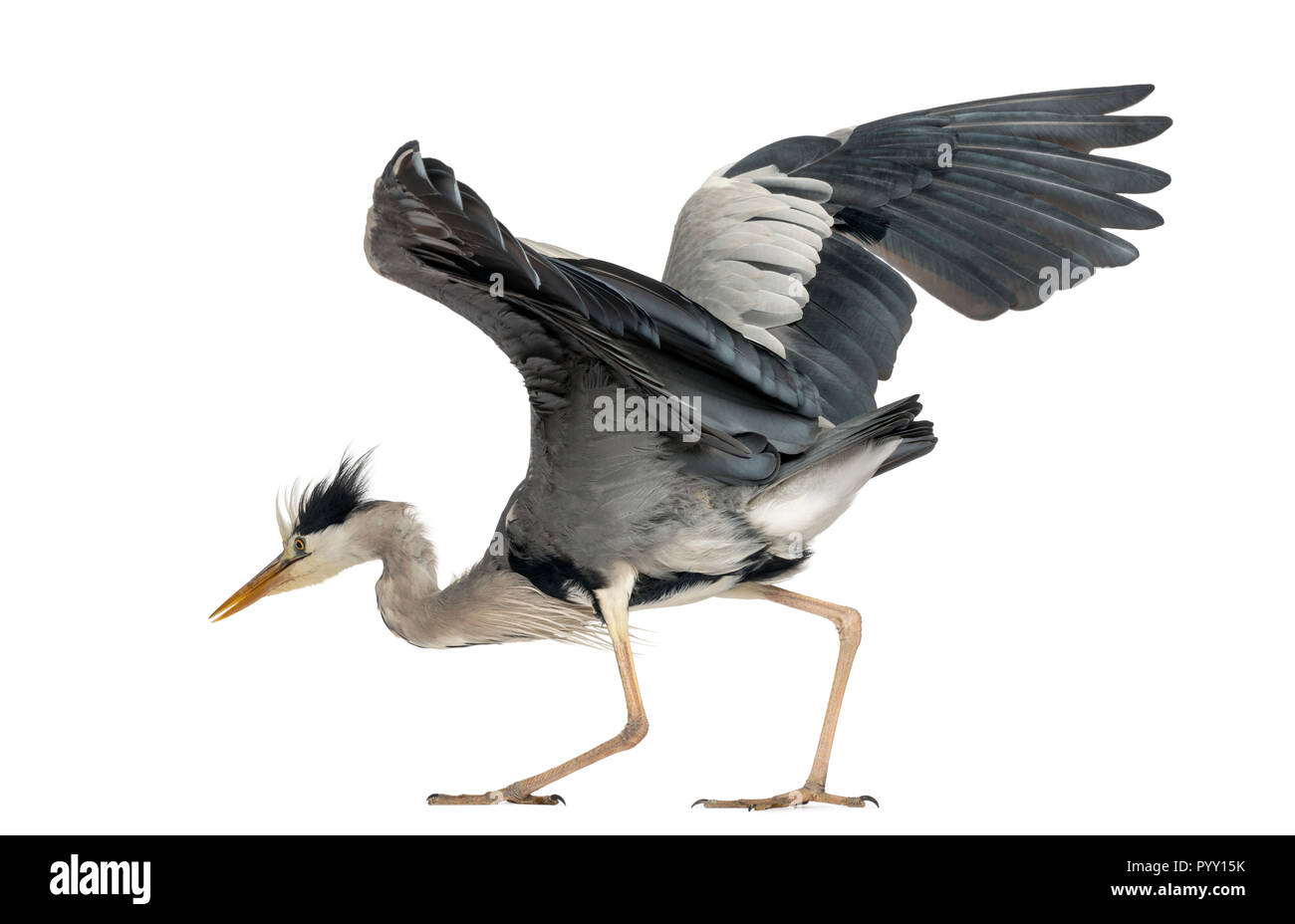 Héron cendré faisant une danse d'accouplement, 5 ans, Ardea cinerea, isolated on white Banque D'Images