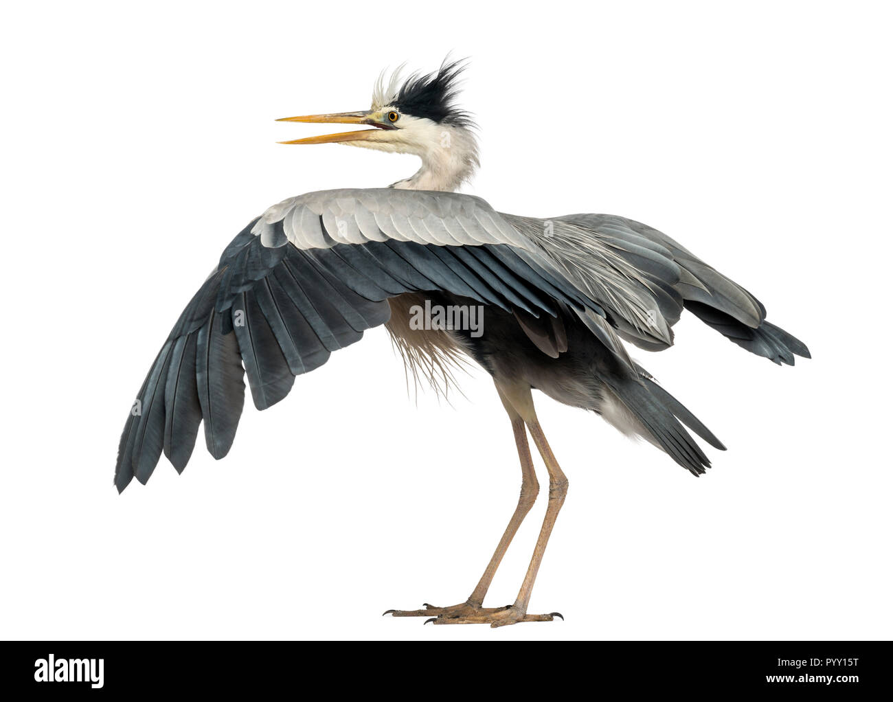 Vue arrière d'un héron cendré battre des ailes, Ardea cinerea, 5 ans, isolé sur blanc Banque D'Images