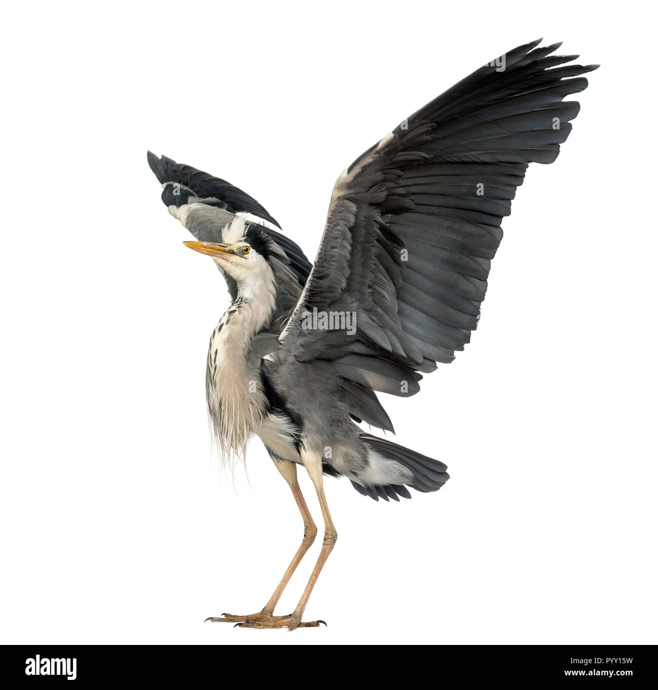 Héron cendré faisant une danse d'accouplement, Ardea cinerea, 5 ans, isolé sur blanc Banque D'Images