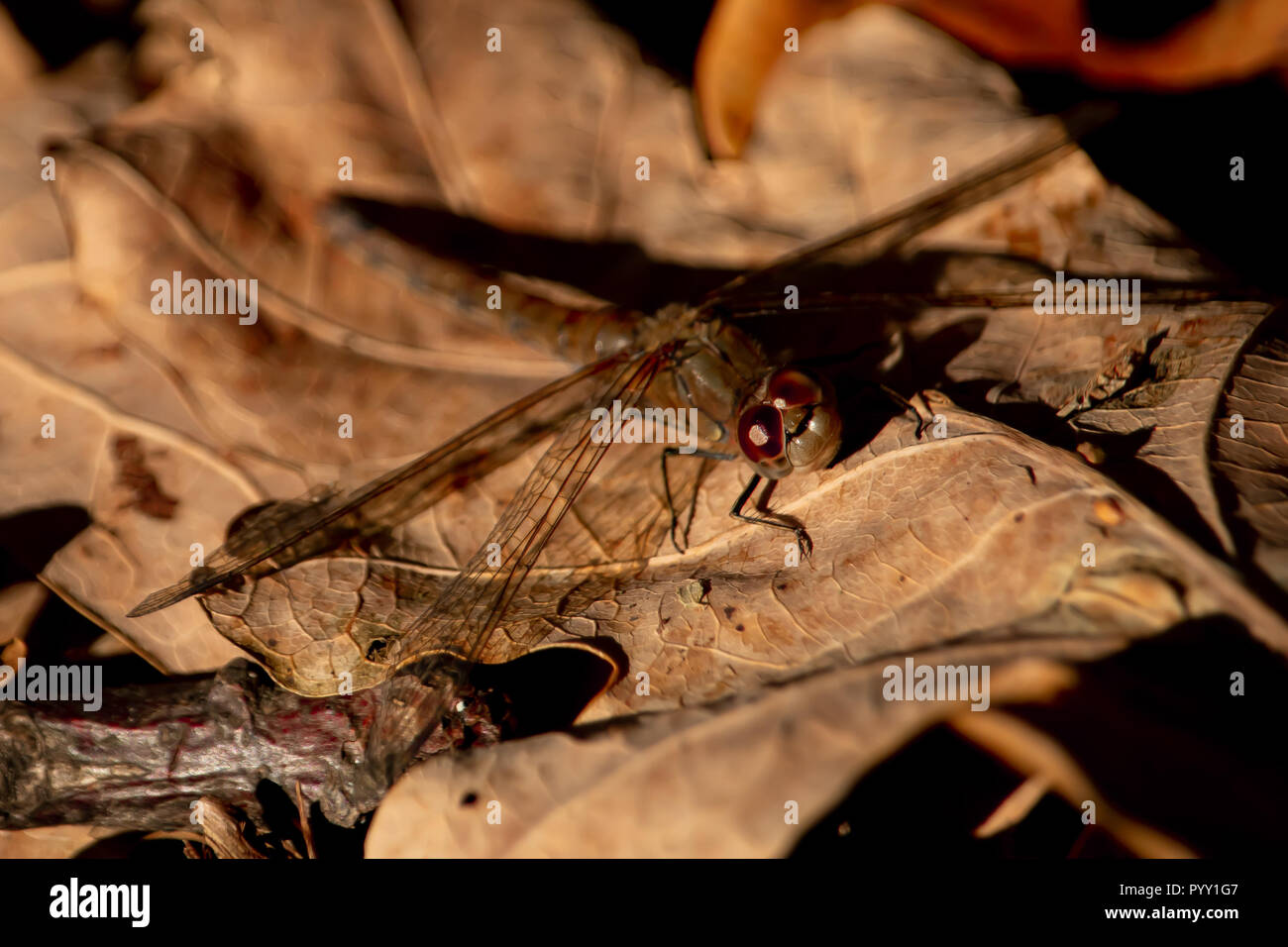 Dragonfly - Commun vert sur feuille d'automne Banque D'Images