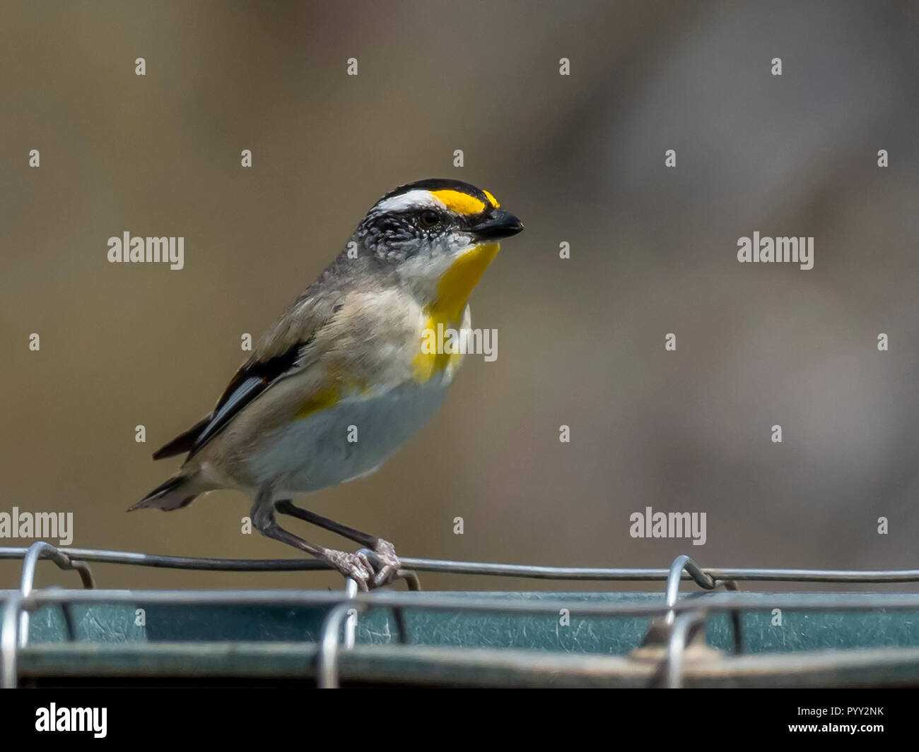 ​Striated Pardalote (Pardalotus striatus) ubstriatus "course" Banque D'Images