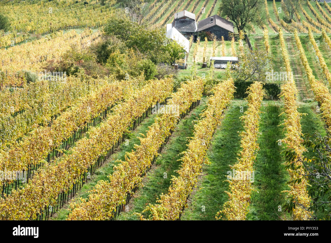 Couleurs d'automne du vignoble sur la colline de Kahlenberg, près de Vienne, vignoble autrichien Banque D'Images