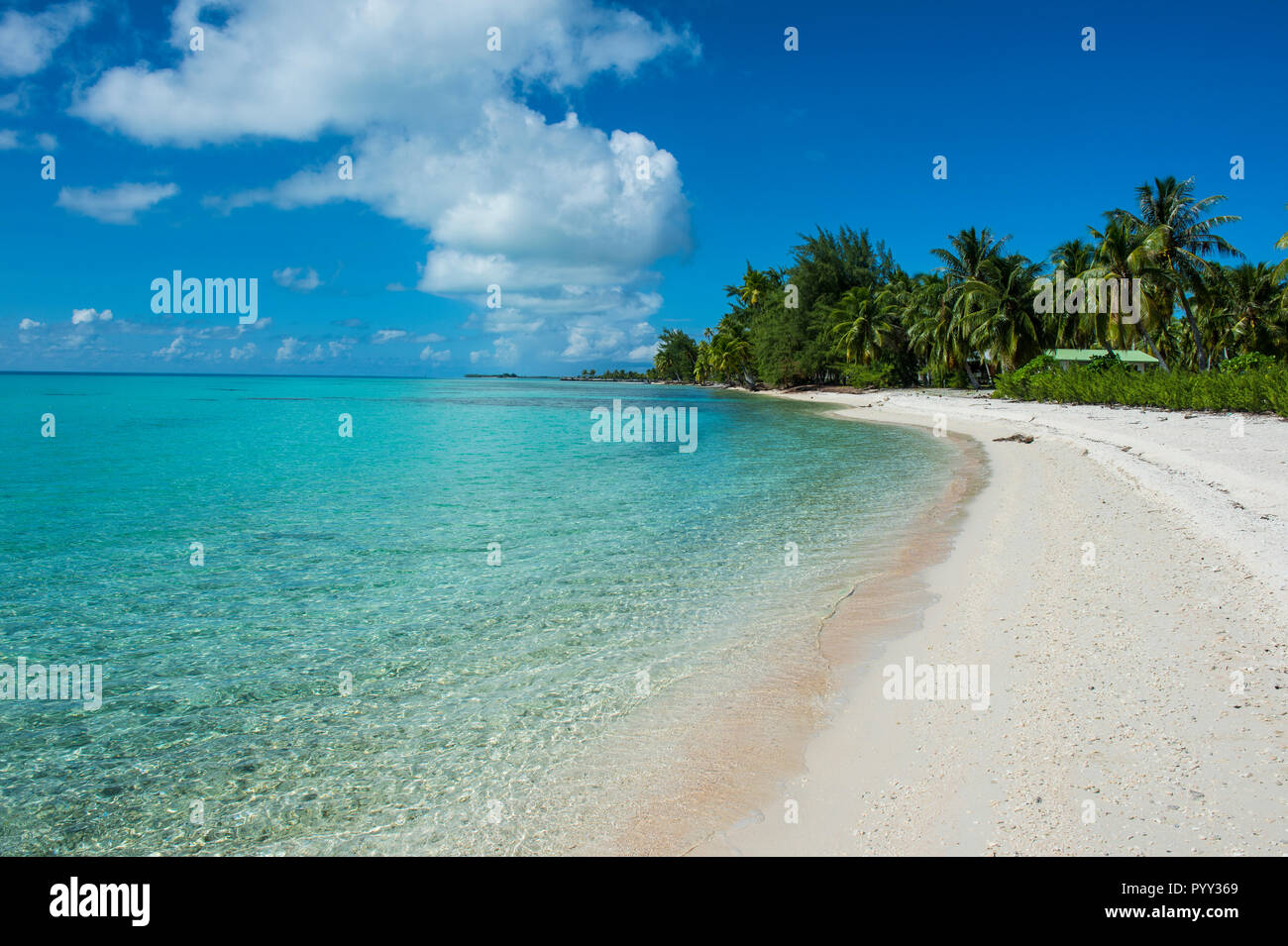 Plage de sable blanc bordée de cocotiers dans les eaux turquoises de Tikehau, Tuamotu, Polynésie Française Banque D'Images