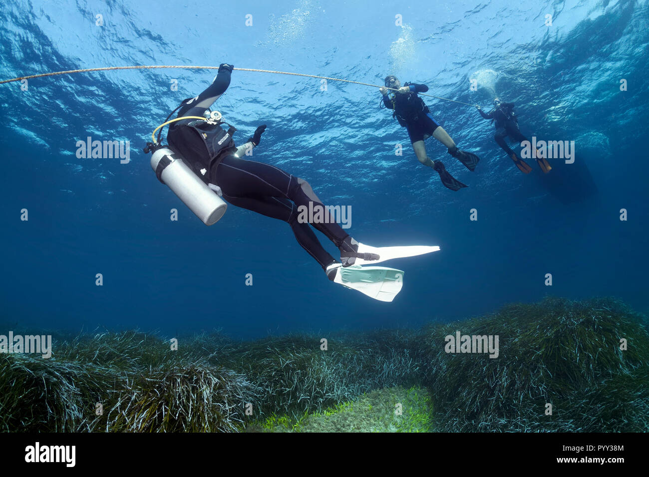 Divers sur corde, bateau de plongée, Neptune Grass (Posidonia oceanica), mer Méditerranée, Côte sud de Chypre, Chypre Banque D'Images