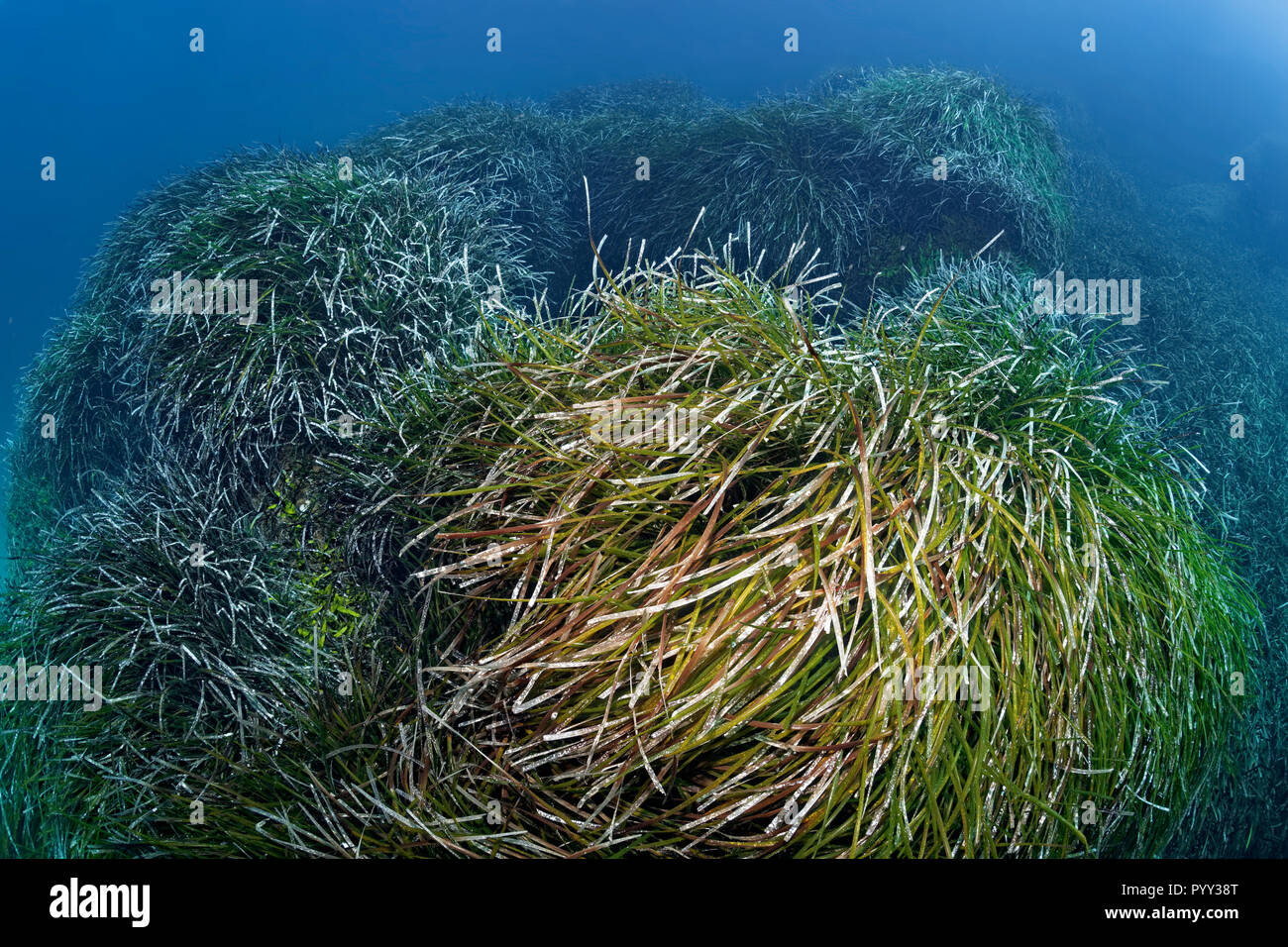 Neptune Grass (Posidonia oceanica), mer Méditerranée, Côte sud de Chypre, Chypre Banque D'Images