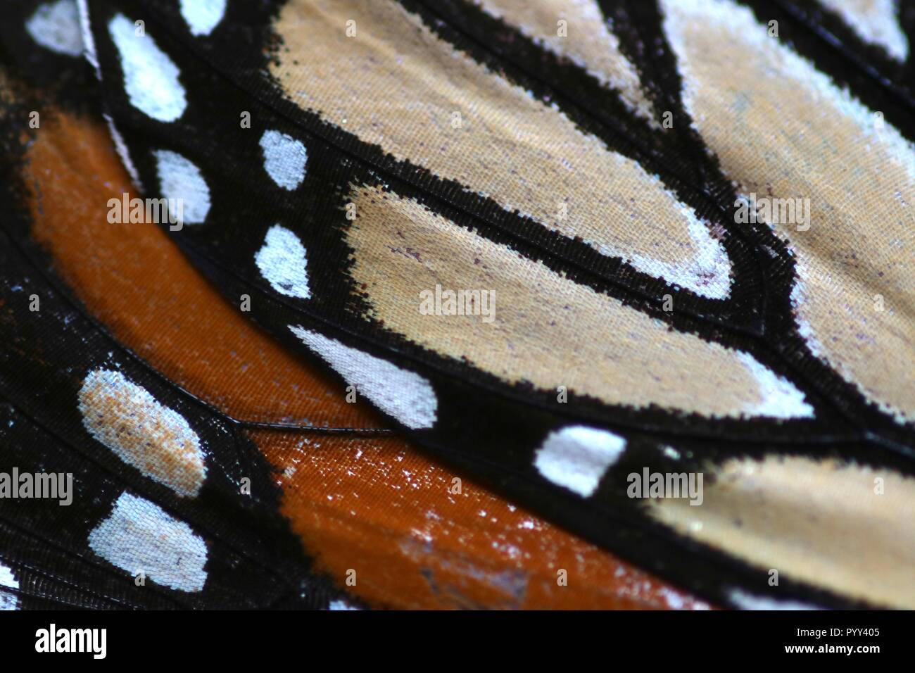 Plan Macro sur les ailes d'un papillon monarque Banque D'Images