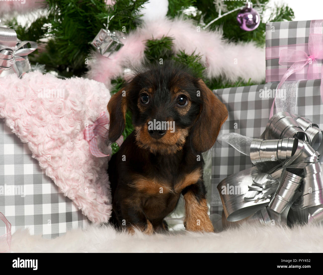 Dachshund puppy, 3 months old, Sitting with Christmas Tree and gifts in front of white background Banque D'Images