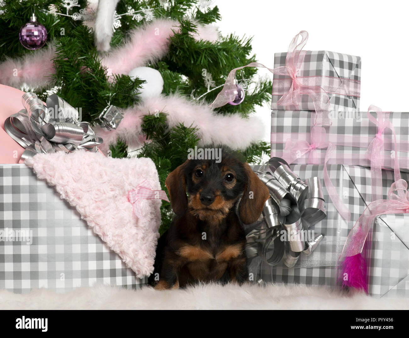 Dachshund puppy, 3 months old, Sitting with Christmas Tree and gifts in front of white background Banque D'Images