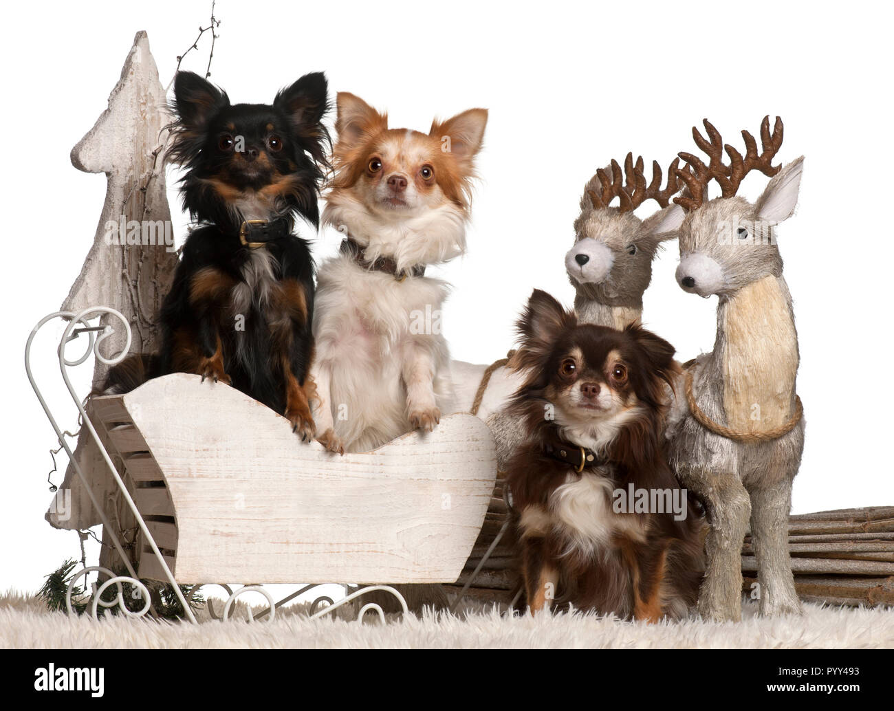 Les Chihuahuas, 2 ans et 18 mois en traîneau Noël in front of white background Banque D'Images