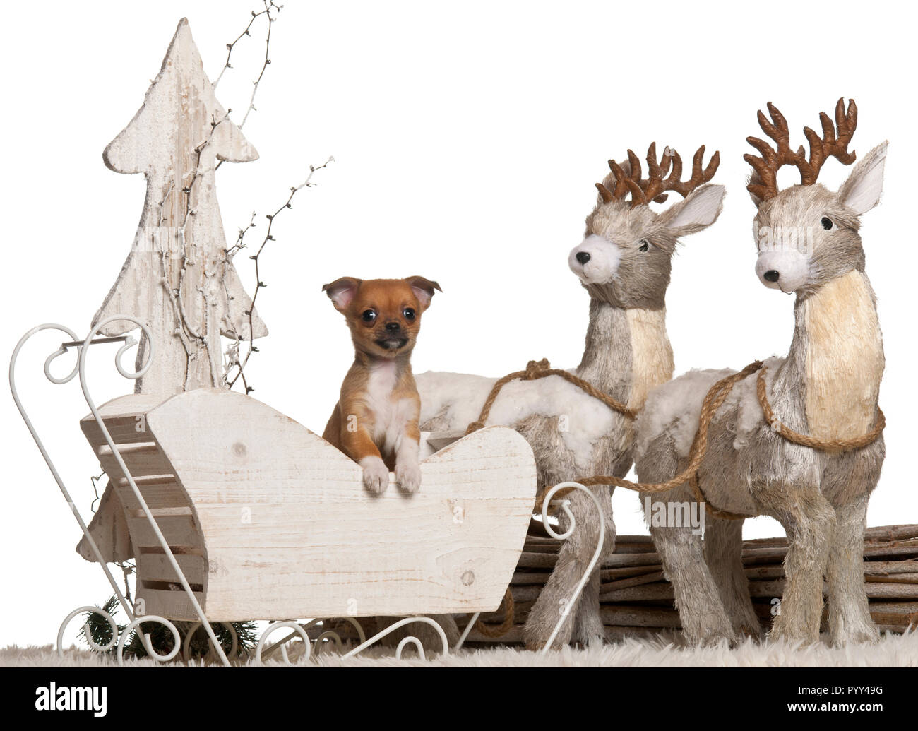 Chihuahua chiot, 7 semaines, en traîneau Noël in front of white background Banque D'Images