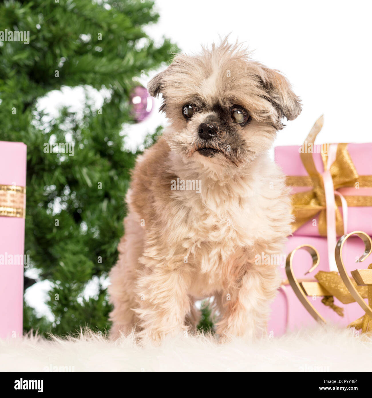 Shih Tzu debout devant les décorations de Noël contre fond blanc Banque D'Images