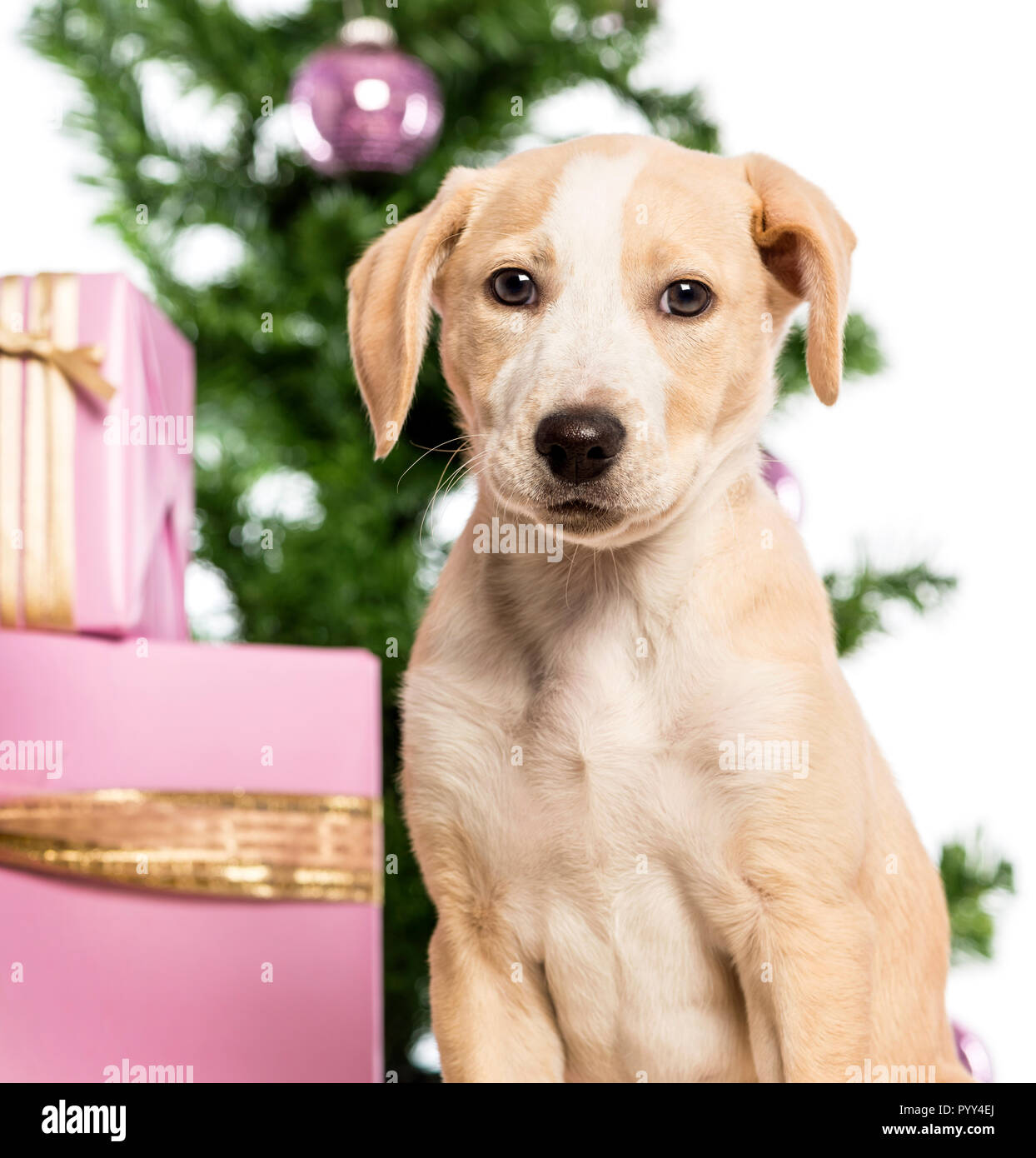 Close up d'un Labrador en face de décorations de Noël contre fond blanc Banque D'Images