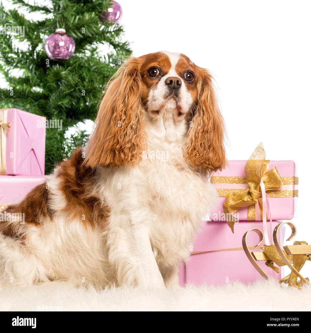 Cavalier King Charles assis devant les décorations de Noël contre fond blanc Banque D'Images