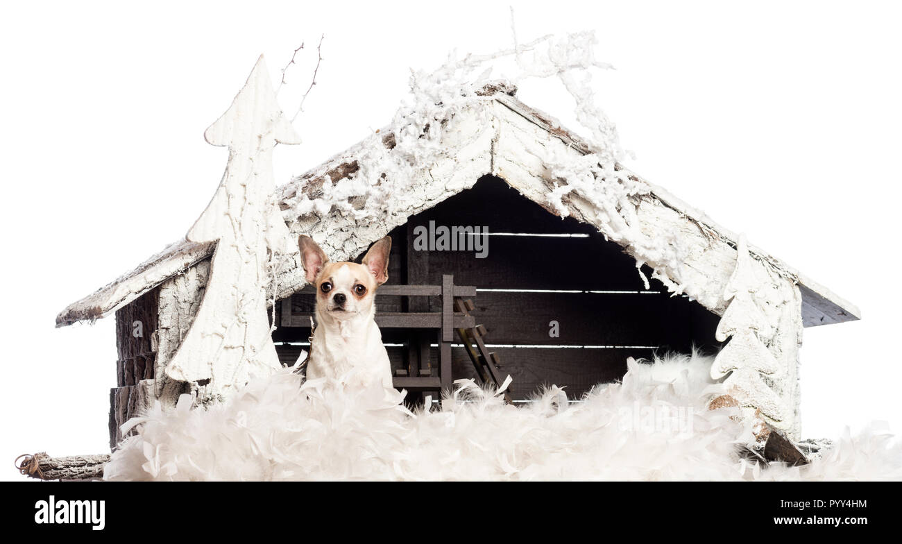 Chihuahua sitting in front of Christmas Nativity scene avec arbre de Noël et la neige contre fond blanc Banque D'Images