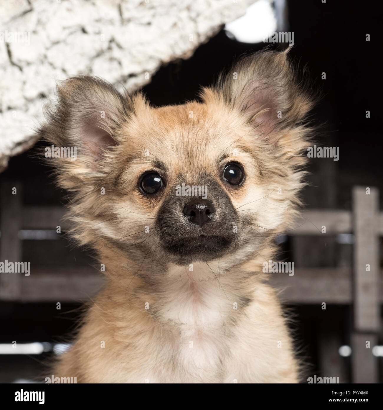 Chihuahua sitting in front of Christmas Nativity scene avec arbre de Noël et la neige Banque D'Images