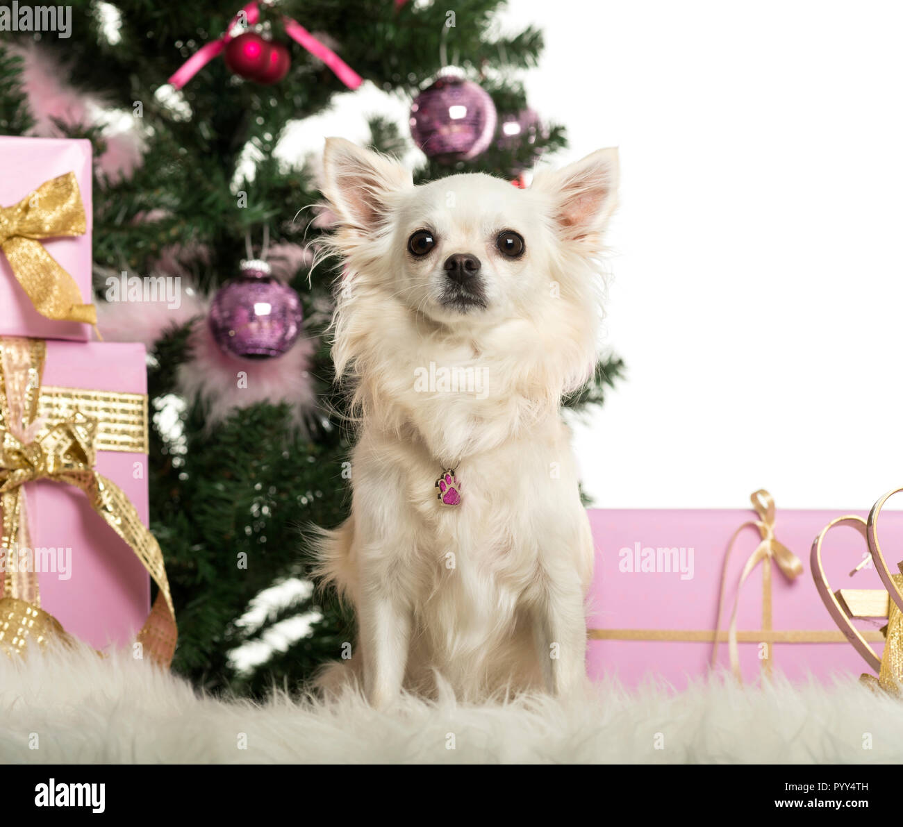 Chihuahua sitting in front of Christmas decorations against white background Banque D'Images
