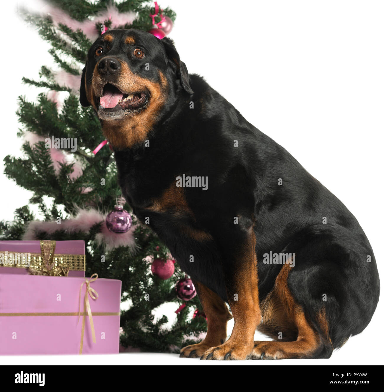 Rottweiler assis devant les décorations de Noël contre fond blanc Banque D'Images