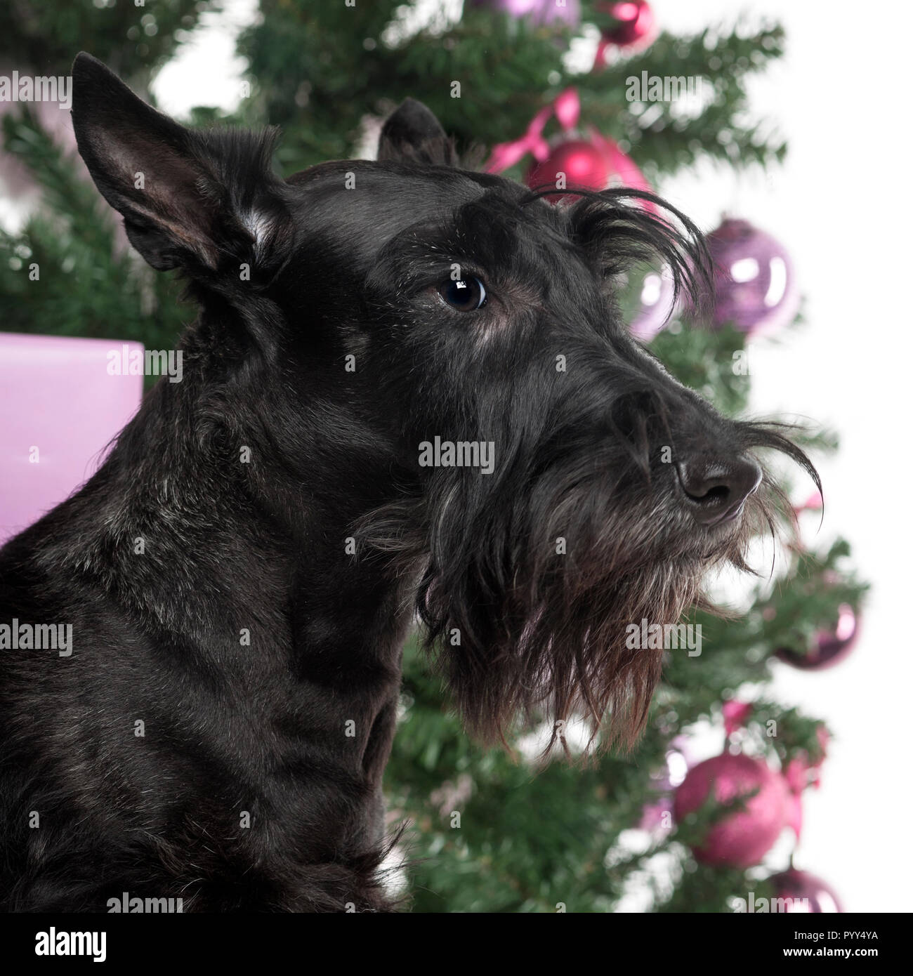 Scottish Terrier en face de décorations de Noël contre fond blanc Banque D'Images