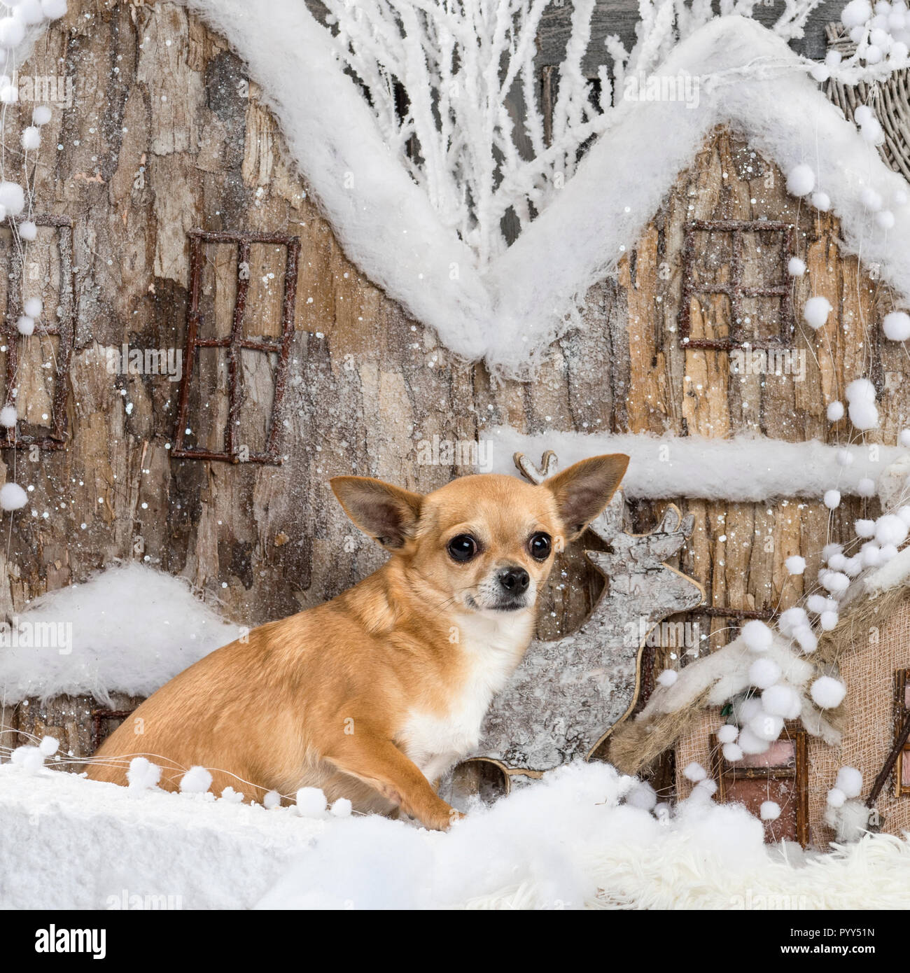 Chihuahua en face d'un paysage de Noël Banque D'Images