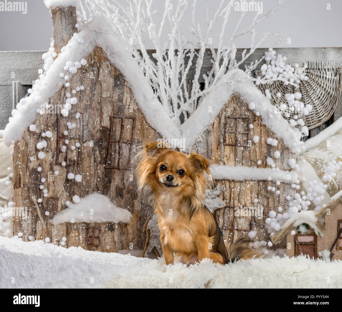 Chihuahua en face d'un paysage de Noël Banque D'Images