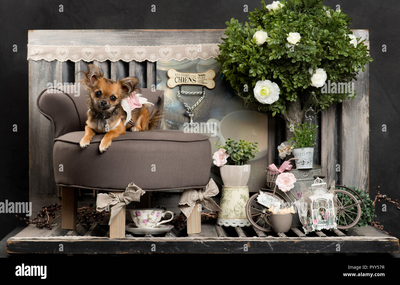 Chihuahua devant un fond rustique Banque D'Images
