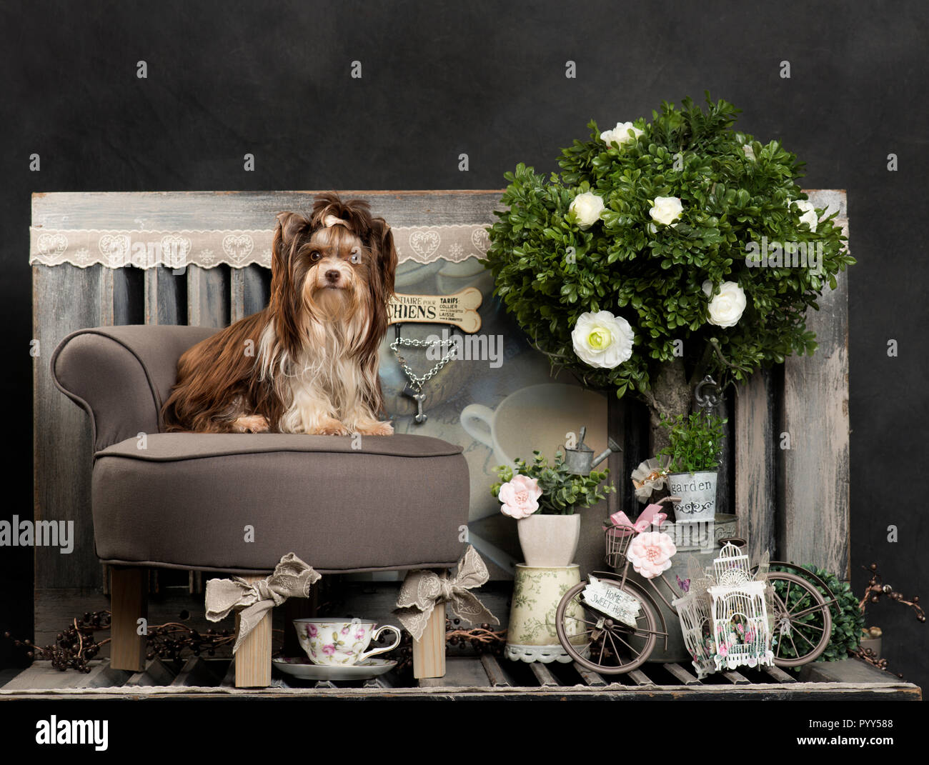 Yorkshire Terrier devant un fond rustique Banque D'Images