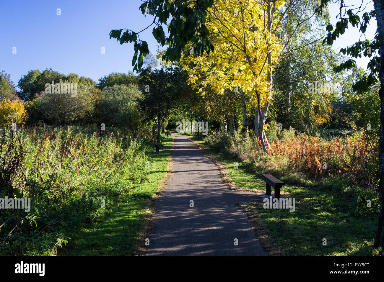 Couleurs d'automne entourant un siège le long d'une partie de la Lagan towpath près de Lisburn Lagan Valley Island. Lisburn, N.Ireland. Banque D'Images