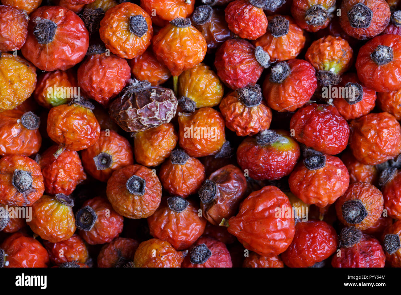 D'églantier séchées, fruits de la rose est une plante. Banque D'Images