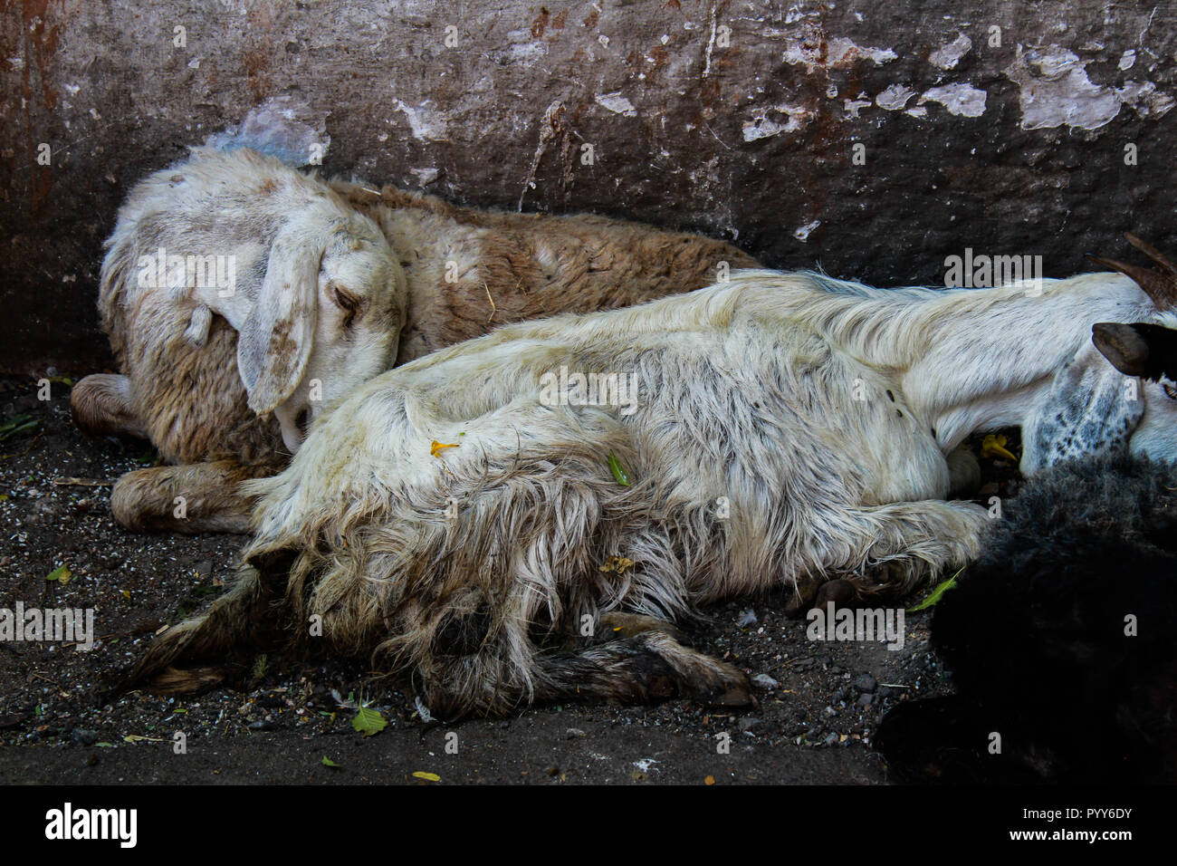 Deux chèvres blanc reste sur une rue de Pune, en Inde. Après un pénible voyage, le chagrin de ces animaux se reflète sur leur fatigue, mais dans tout le monde est. Banque D'Images
