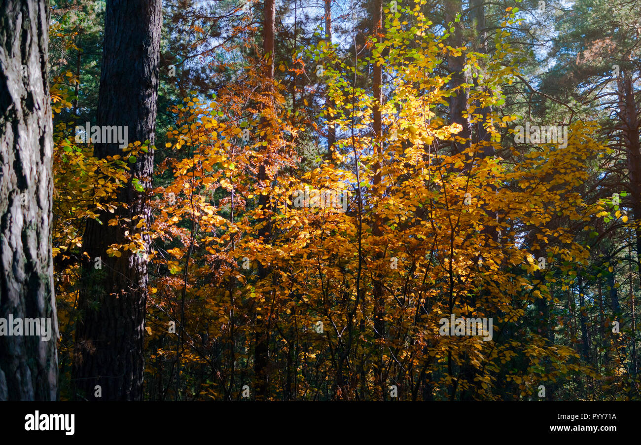 Les feuilles rouges et jaunes a souligné avec rayons de soleil de l'après-midi dans l'obscurité l'automne Forêt de pins. Banque D'Images