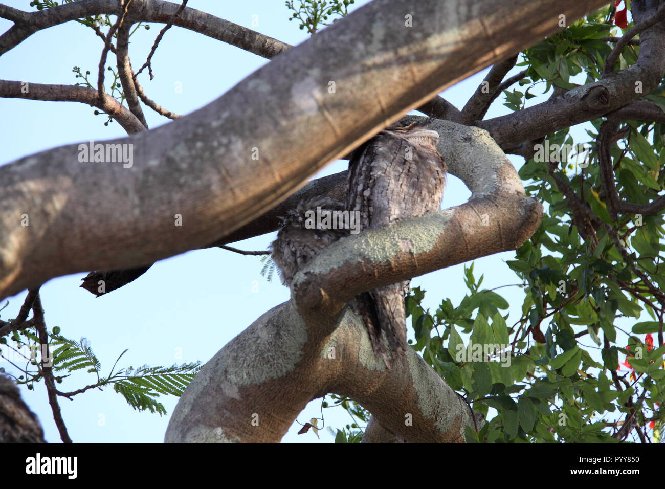 Paire de Tawny Owls Frogmouths (Podargus Strigoides) blotti sur branche d'arbre Poinciana (Delonix regia), Gold Coast, Australie Banque D'Images