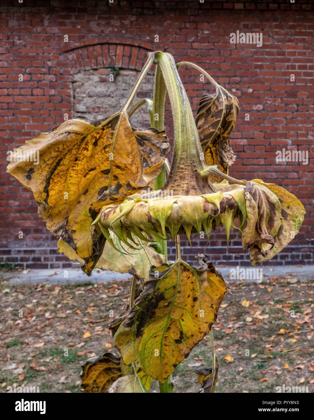 La fin de l'été. Plante de tournesol mourir, fleur et graines avec des feuilles mortes Banque D'Images