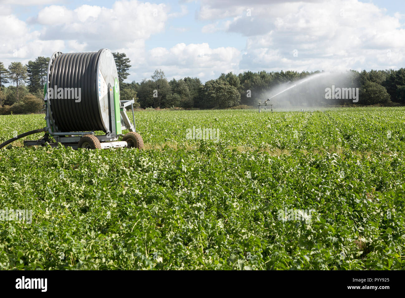 Arrosage pulvérisateur d'irrigation des cultures de champ près de Tunstall, Suffolk, Angleterre, RU Banque D'Images