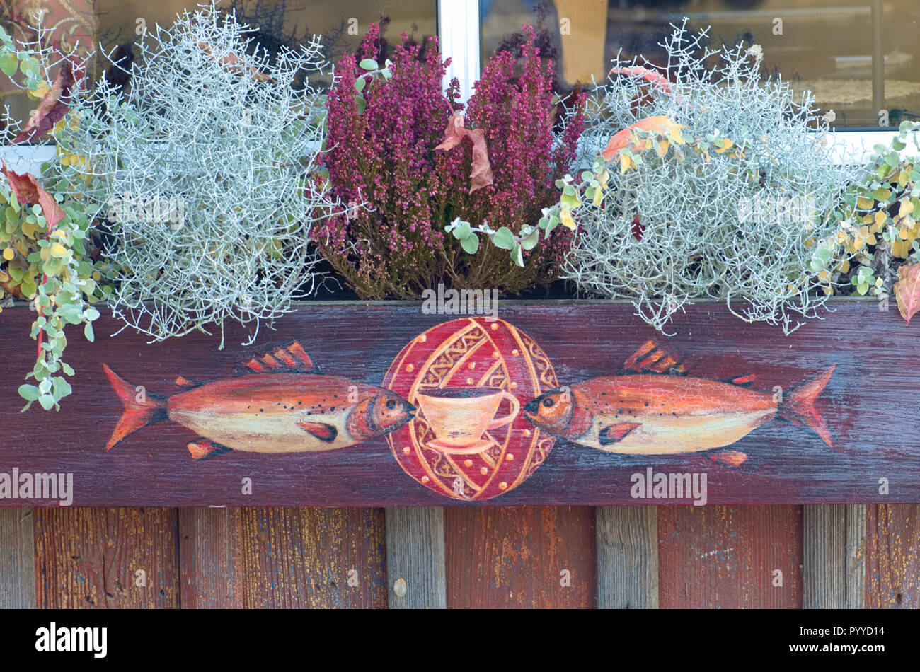 Poissons de couleur en gardant une tasse peinte sur une vieille caisse en bois, avec des plantes saisonnières Banque D'Images