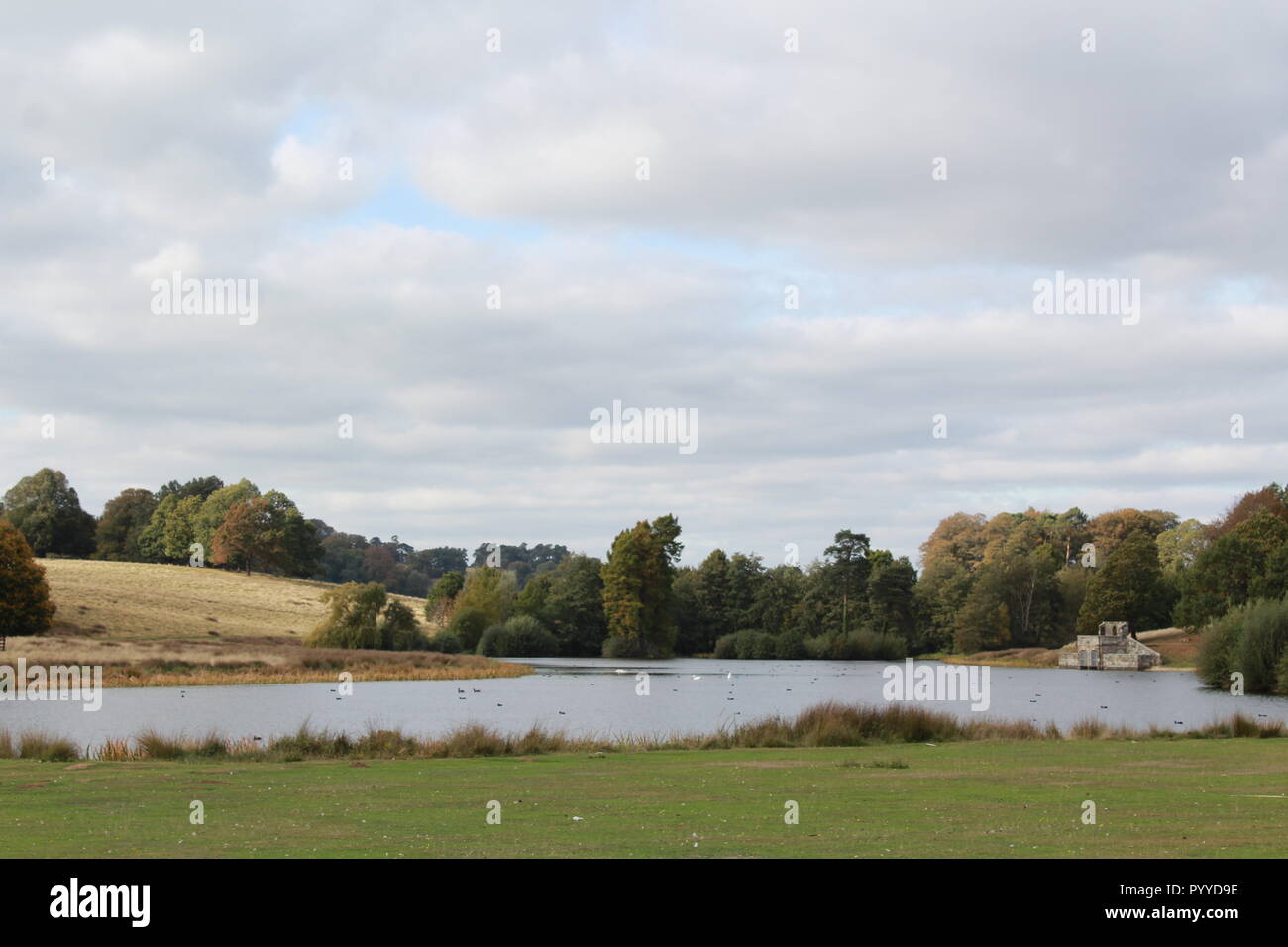 Vue sur le lac à Petworth House avec le canard Banque D'Images