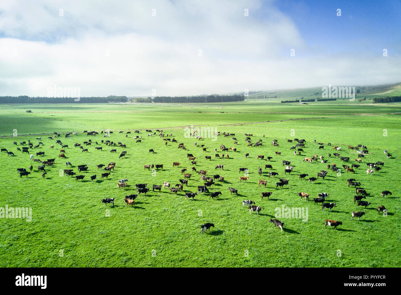 Vue aérienne du troupeau de bovins dans la campagne néo-zélandaise L'île du Sud Banque D'Images