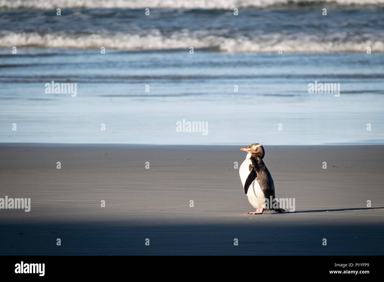 Yellow-eyed pingouins sont endémiques de l'île et sont trouvés dans les régions du sud de la Nouvelle-Zélande. Banque D'Images