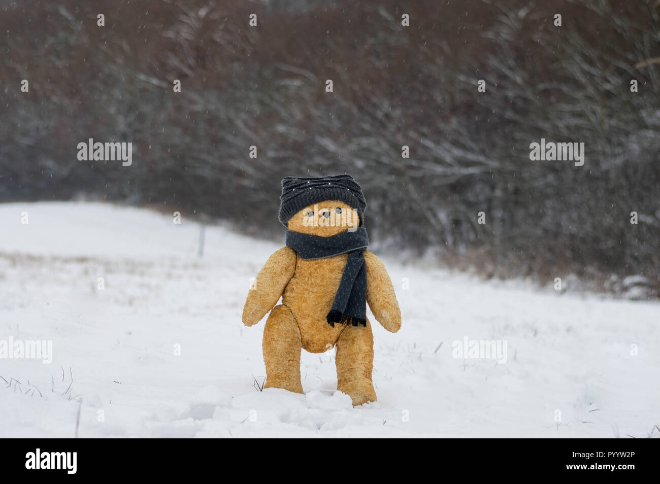 Ours promenades dans la forêt d'hiver - randonnées ou scène liés au voyage Banque D'Images