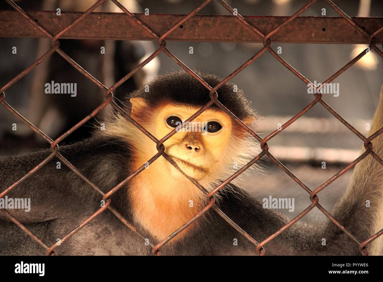 Un rouge solitaire-shanked douc Langur qui s'accroche à la cage l'appareil photo dans la cage du zoo, Espèces en péril, espèces réservés Banque D'Images