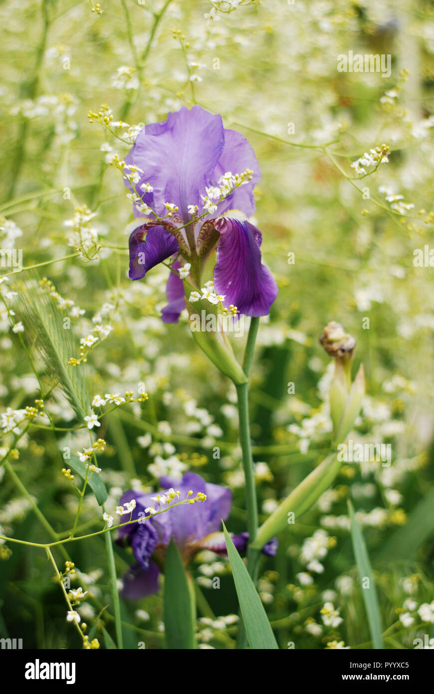 Iris fleur en vert jardin photo gros plan Banque D'Images