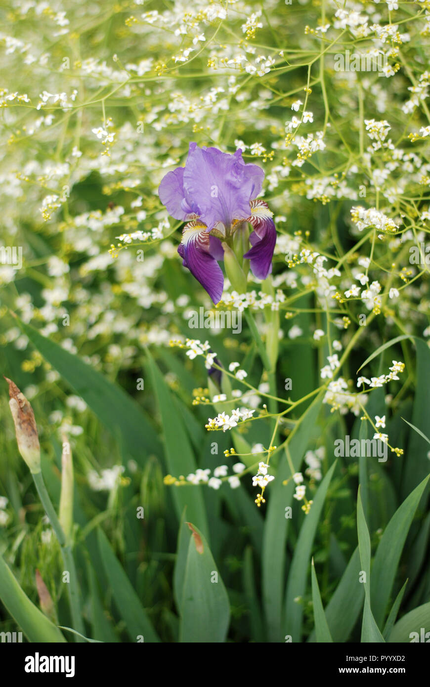 Iris fleur en vert jardin photo gros plan Banque D'Images