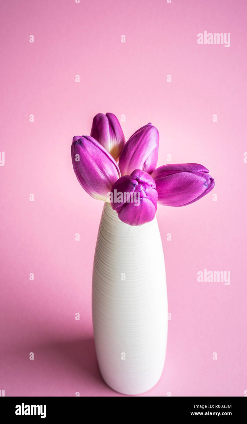 Tulipes pourpres dans vase blanc contre fond mauve Banque D'Images