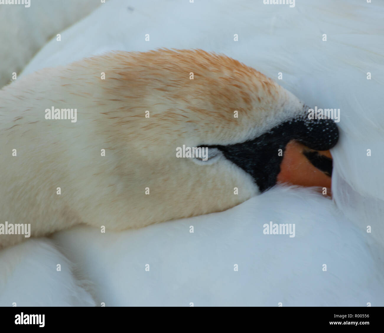 Un seul cygne endormi avec sa tête rentrée dans ses plumes Banque D'Images