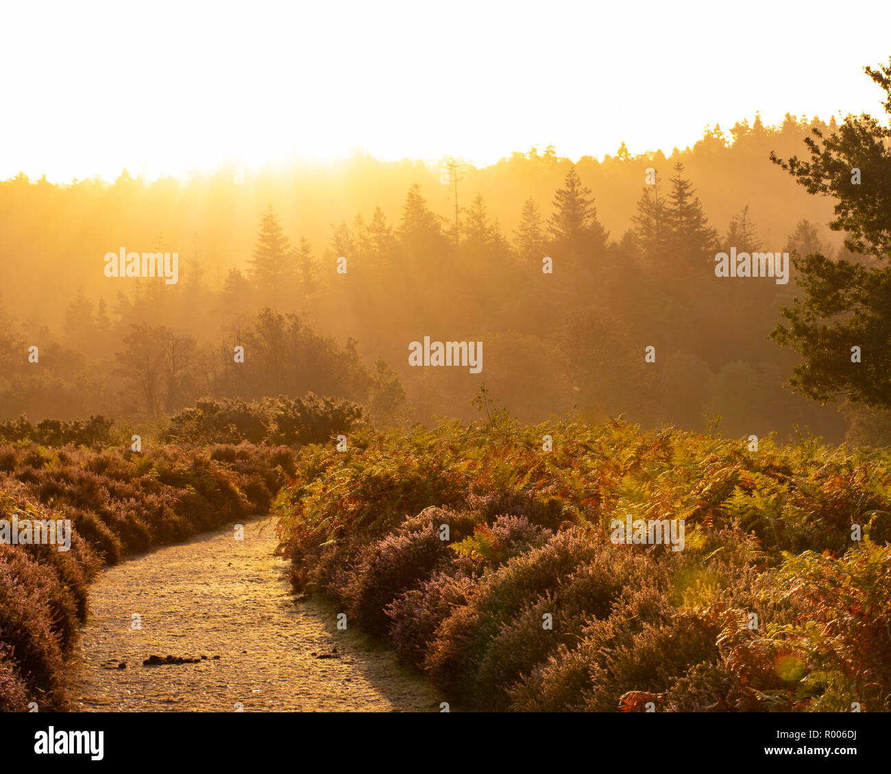 Un chemin dans la nouvelle forêt avec les rayons de lumière briser au-dessus d'une rangée d'arbres au lever du soleil avec purple heather à l'avant-plan Banque D'Images