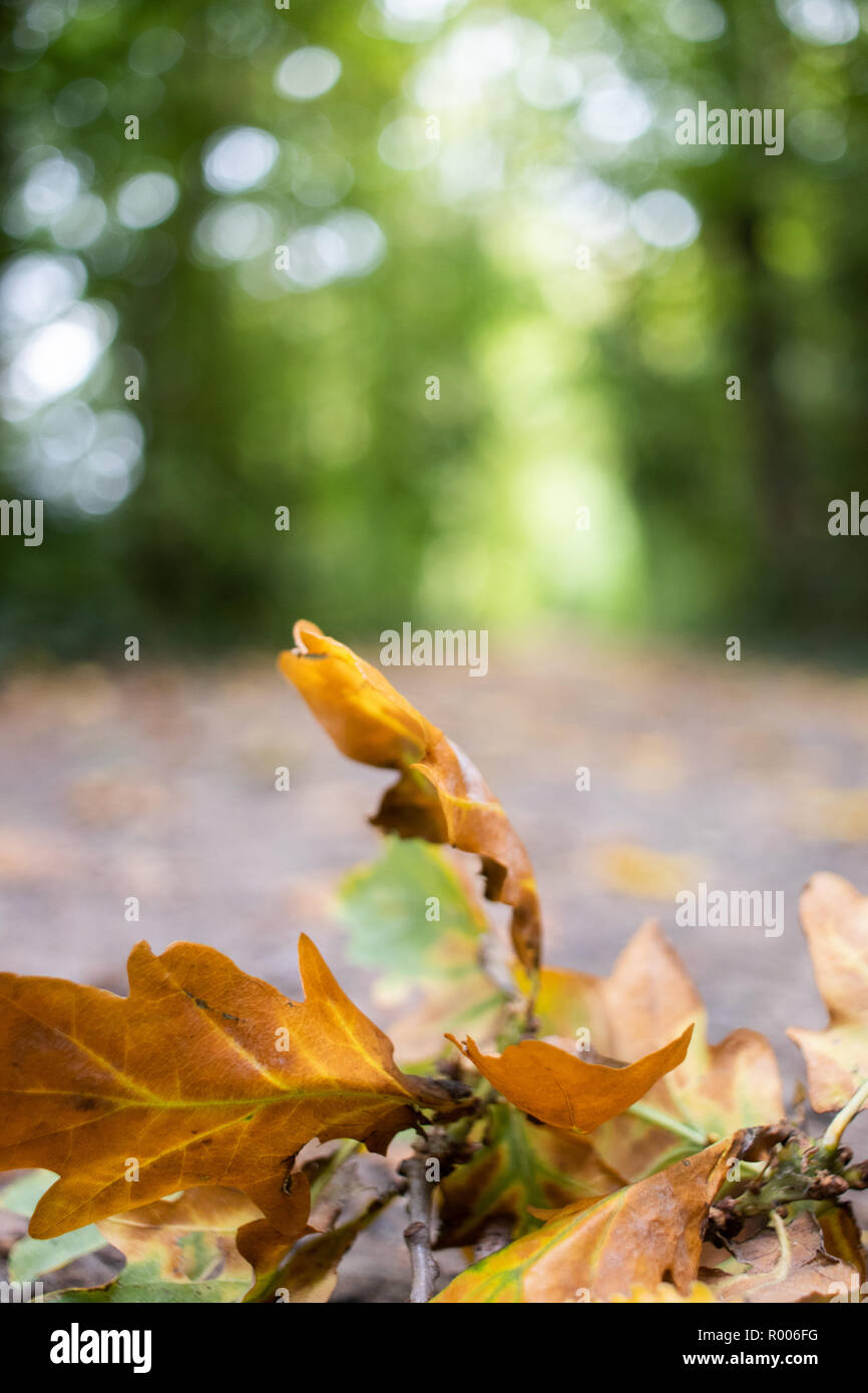 Sur une feuille de chêne au chemin d'automne Banque D'Images