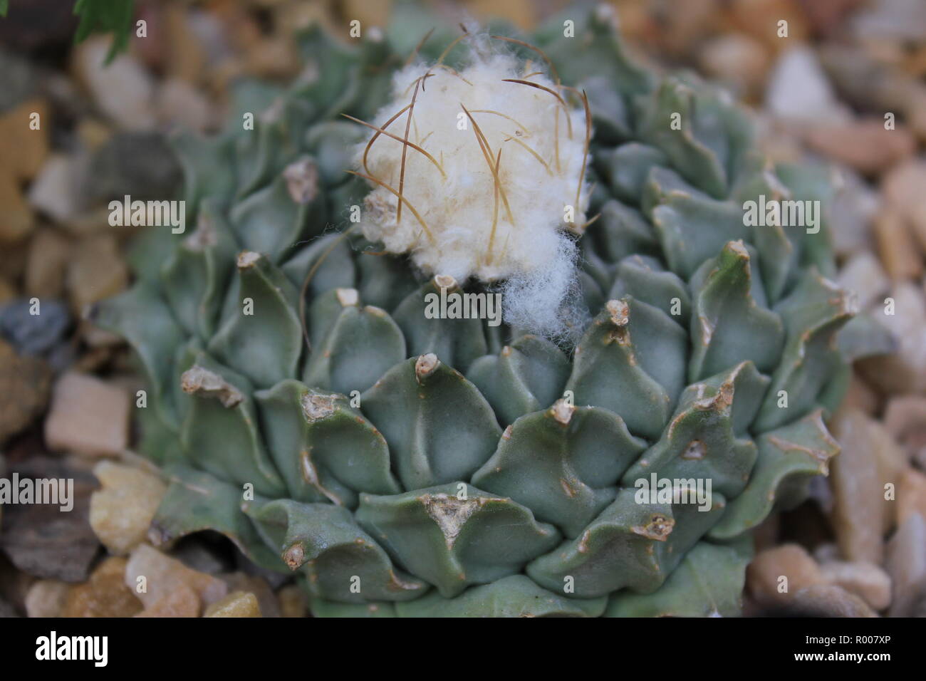 Obregonia denegrii, artichaut, cactus Peyotl, cactus et succulentes  ornementales cultivées des plantes du désert dans un environnement de plus  en plus arides Photo Stock - Alamy