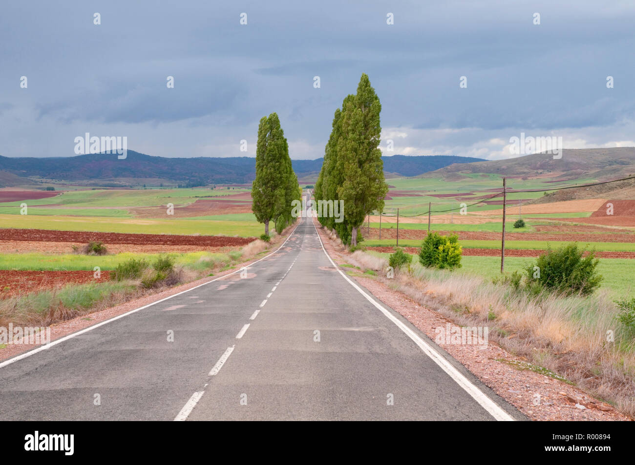 Route secondaire. Province de Guadalajara, Castille La Manche, Espagne. Banque D'Images